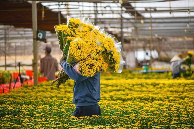 289833613_5023146421117959_7537700118825724229_n - Tuyen dung Dalat Hasfarm DaRon.jpg